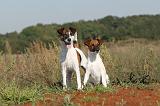 FOX TERRIER POIL LISSE 109